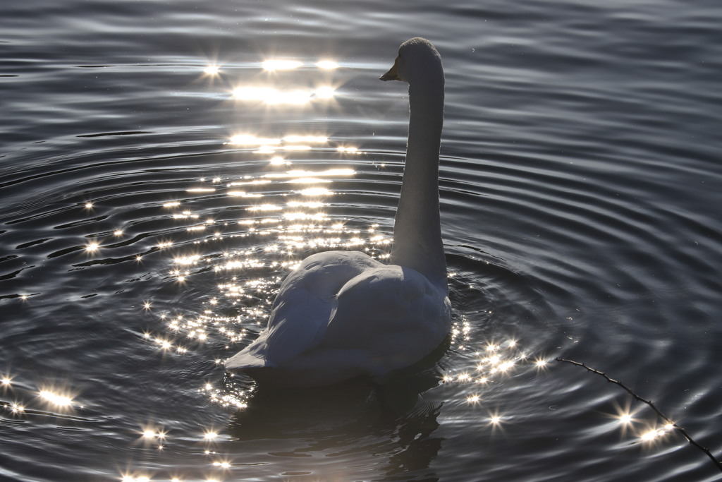 煌めく白鳥の湖