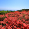 徳仙丈山 つつじ
