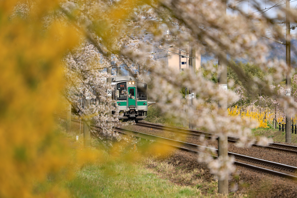 お花見電車