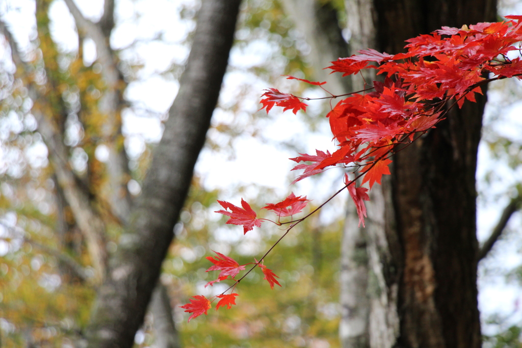 紅葉