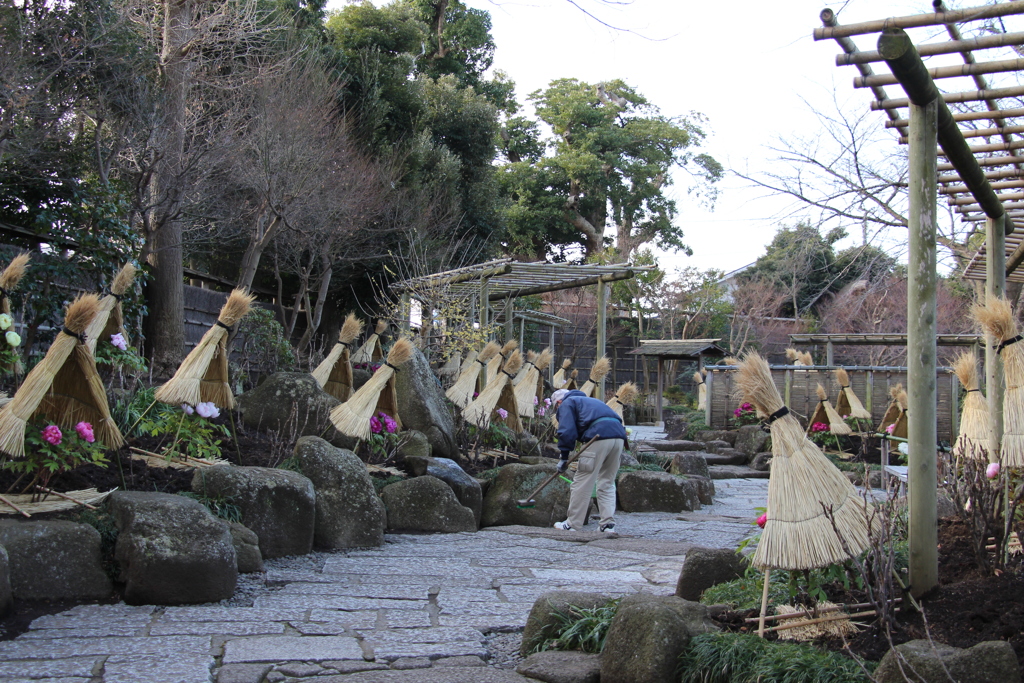 鶴岡八幡宮 ぼたん園