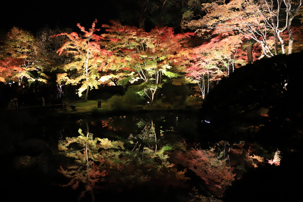 松島 円通院 紅葉 ライトアップ