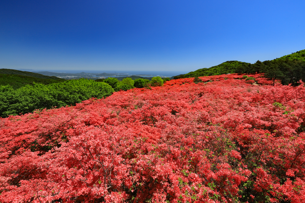 徳仙丈山 つつじ