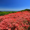 徳仙丈山 つつじ