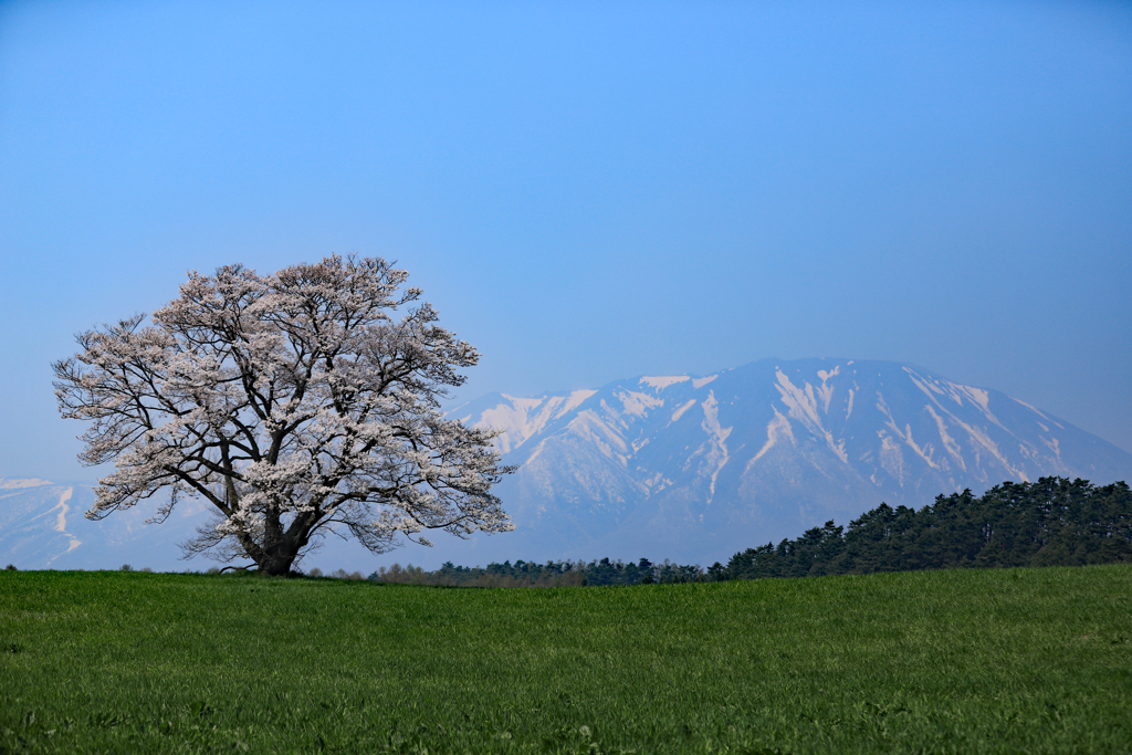 まきばの1本桜 