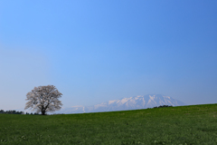 まきばの1本桜