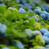 紫陽花