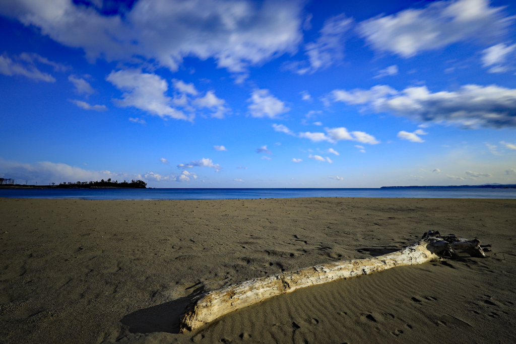 流木のある砂浜の風景