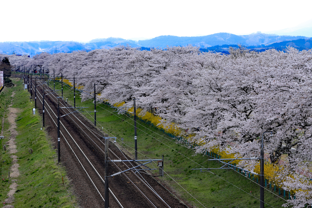 さくら路線