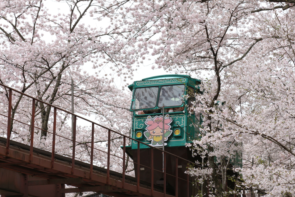 船岡城址公園 さくら