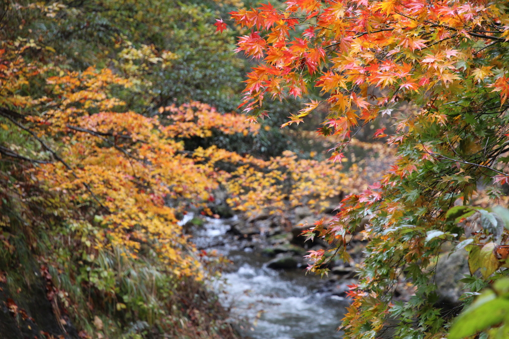 紅葉