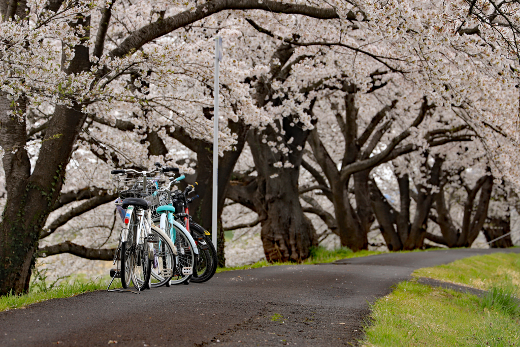 お花見自転車 後ろから