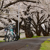 お花見自転車 後ろから