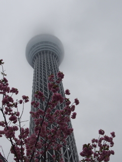 雨空のスカイツリー