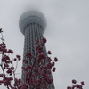 雨空のスカイツリー
