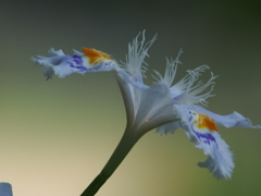 胡蝶花