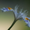 胡蝶花