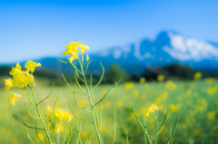 菜の花と鳥海山