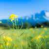 菜の花と鳥海山