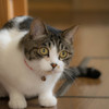 実家のねこ