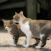 のらねこ