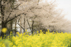 桜と菜の花