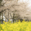 桜と菜の花