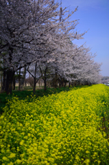 大潟村 桜と菜の花