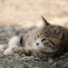 のらねこ②