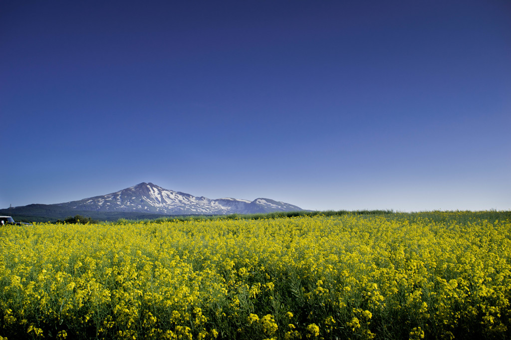 鳥海山　菜の花越しから