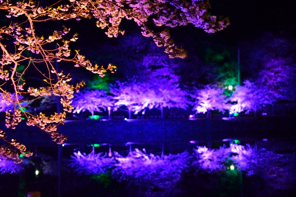 勢至公園　夜桜ライトアップ