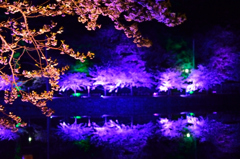 勢至公園　夜桜ライトアップ