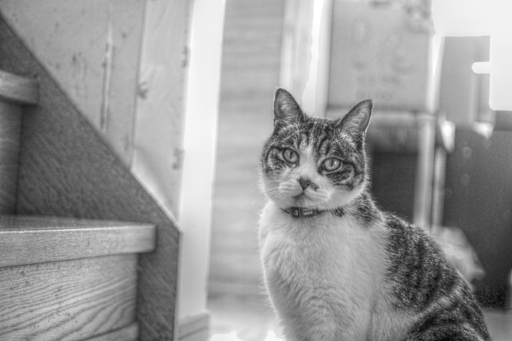 実家のねこ