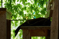 2015年、夏、猫