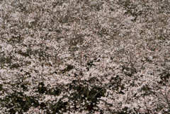 sakura the blossoming