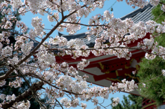 知恩院