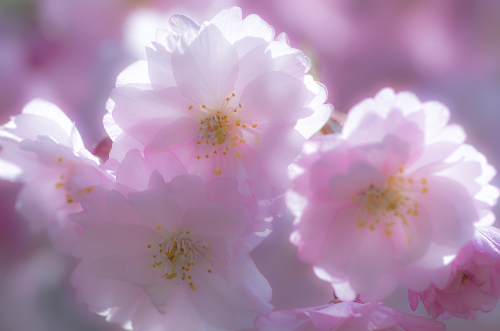 20150331-_IGP2607