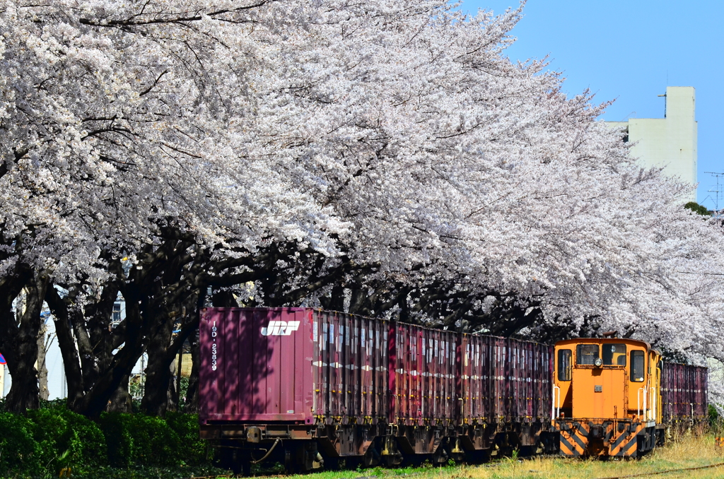 北王子の桜