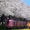 北王子の桜