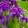 花菖蒲を見つめて
