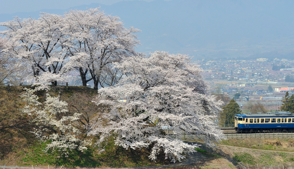 甚六桜を切り取って2014