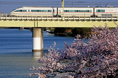 多摩川の一本桜2015