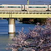 多摩川の一本桜2015