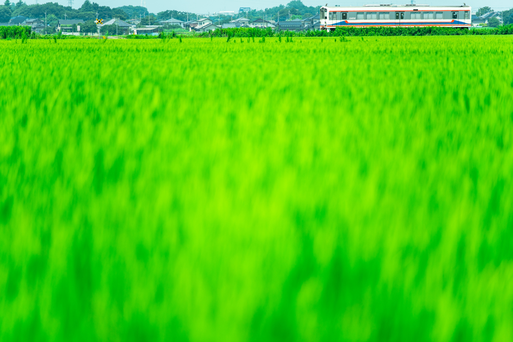 グリーンカーペットの旅路