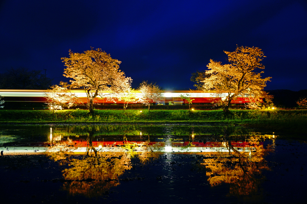 夜桜に輝く光の流れ