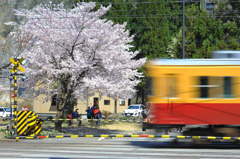 立山駅の一本桜