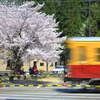立山駅の一本桜