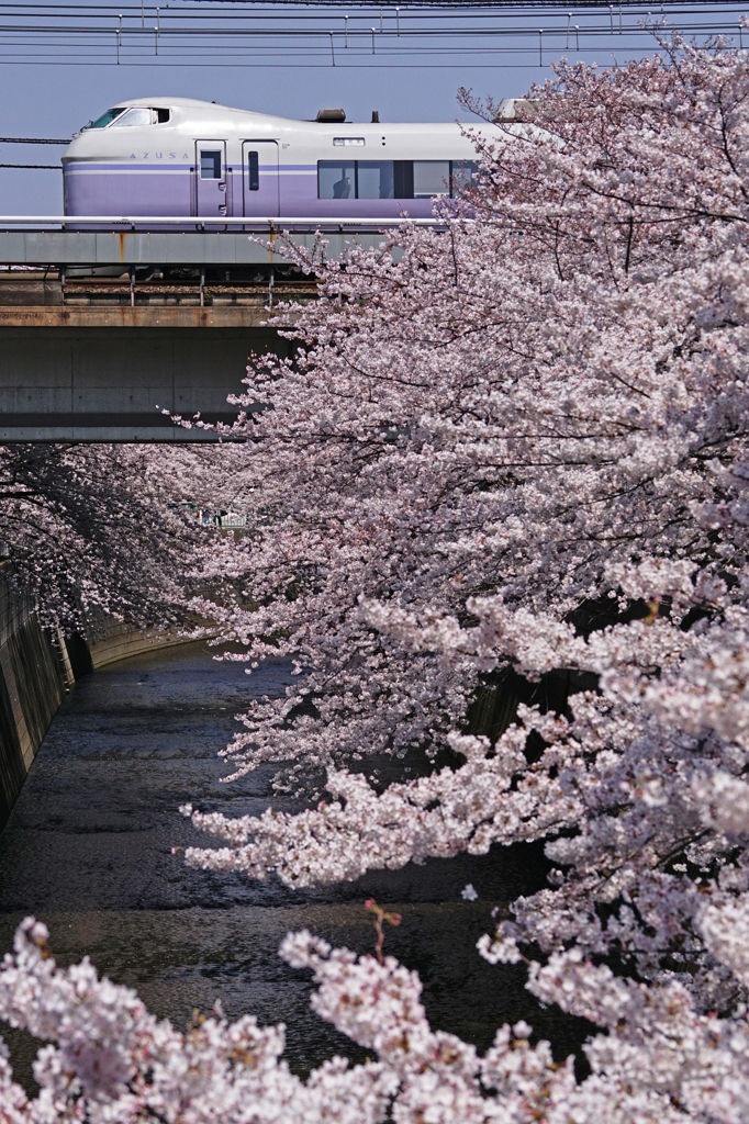 神田川の春