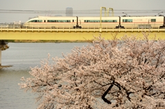 多摩川の一本桜