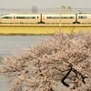 多摩川の一本桜